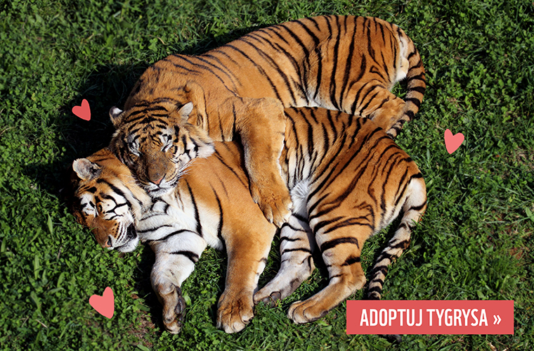 Para tygrysów. Adoptuj tygrysa na walentynki w prezencie.