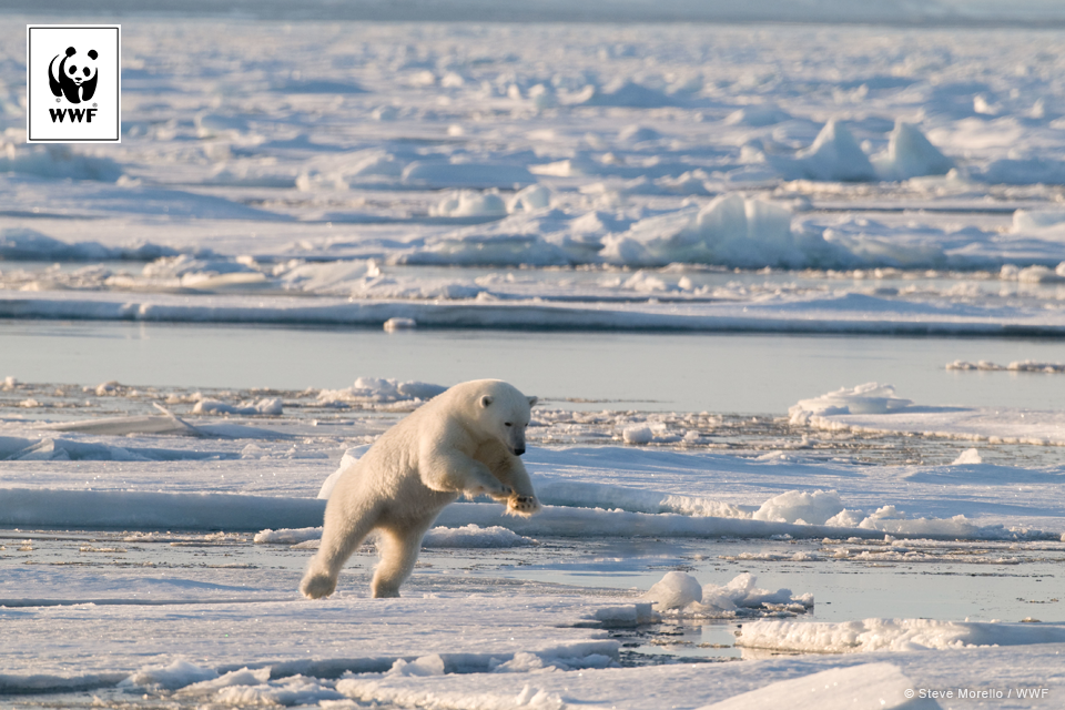 Niedźwiedź polarny na archipelagu Svalbard