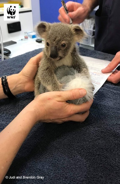 Koala