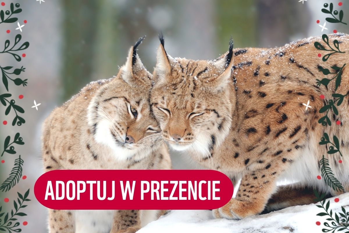 adoptuj w prezencie