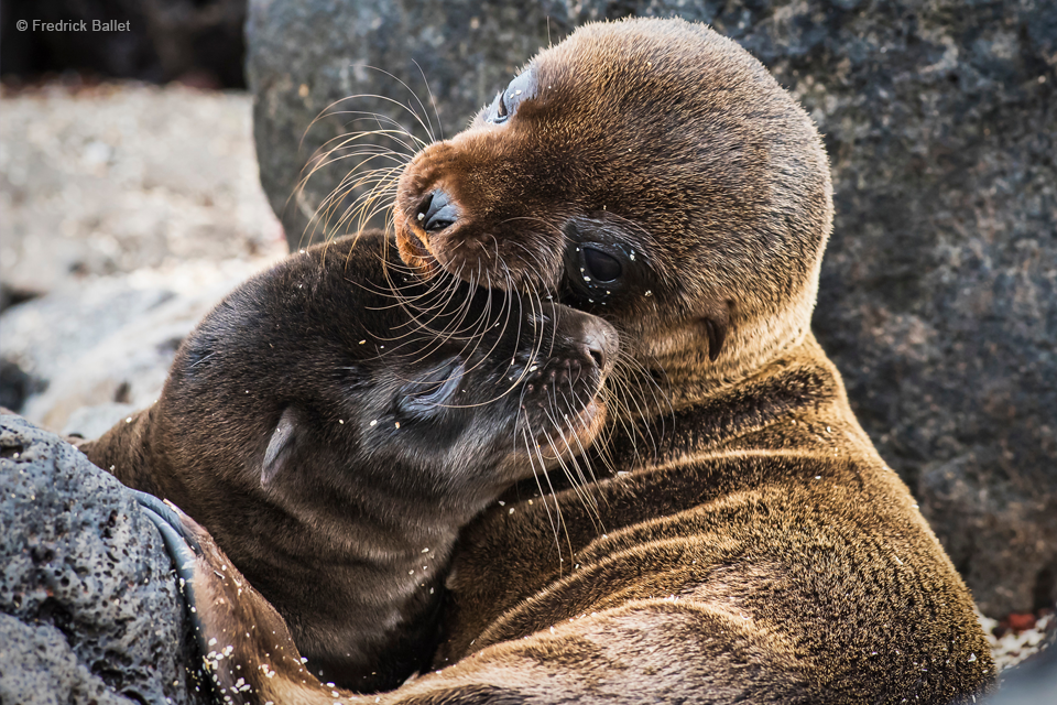 Lwy morskie u wybrzeży Galapagos