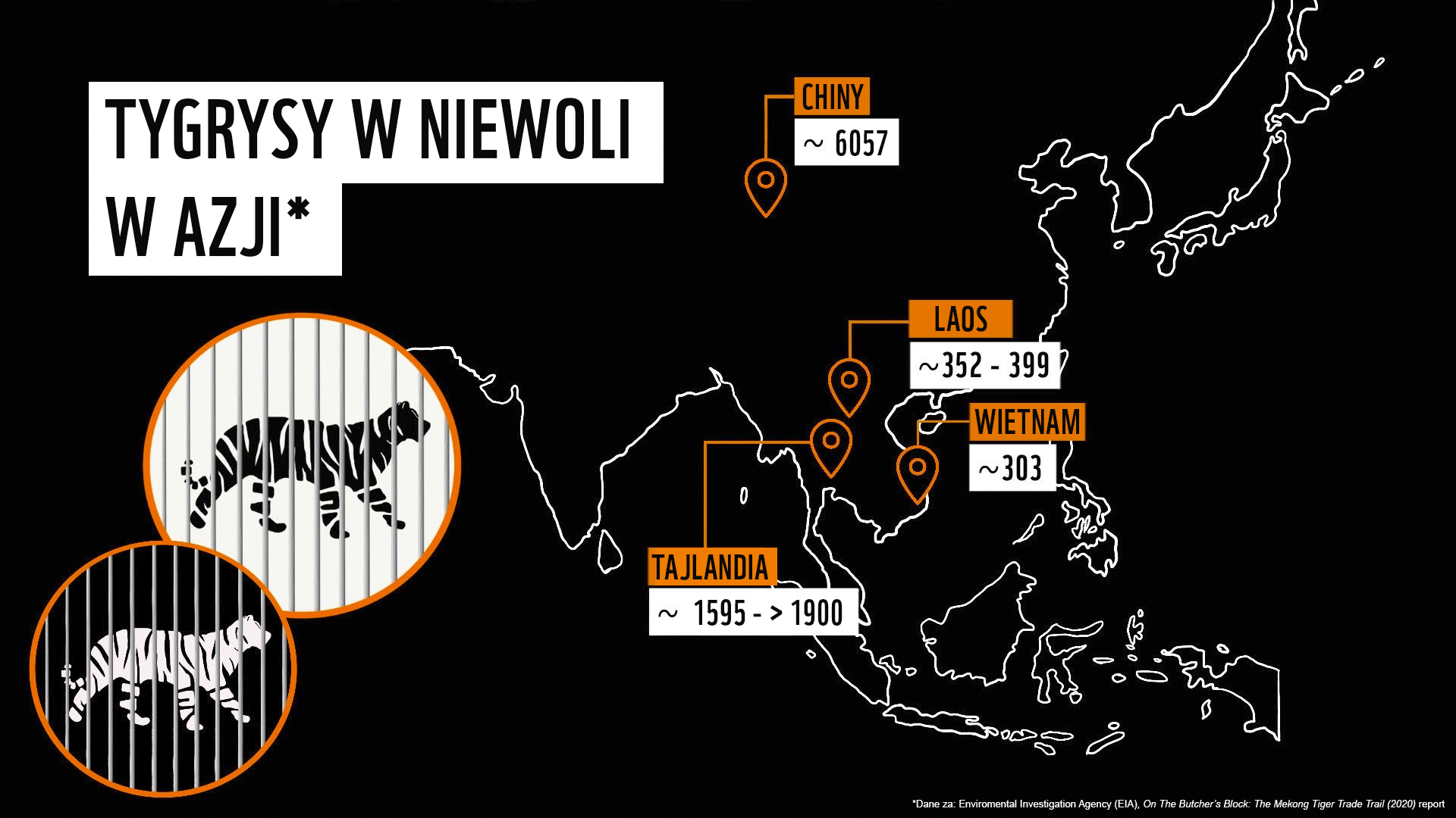infografika tygrys niewoli w azji