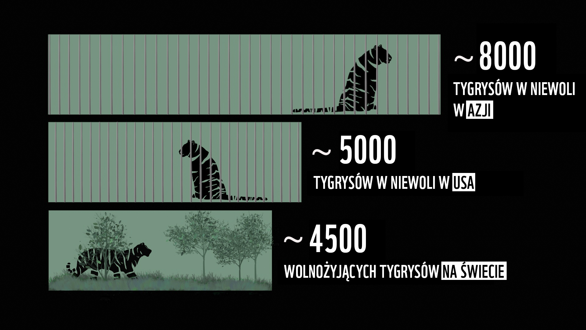 infografika 2 tygrys w niewoli