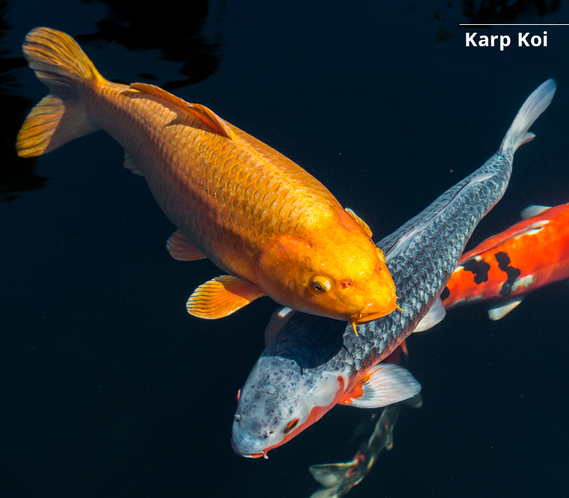 Karp Koi