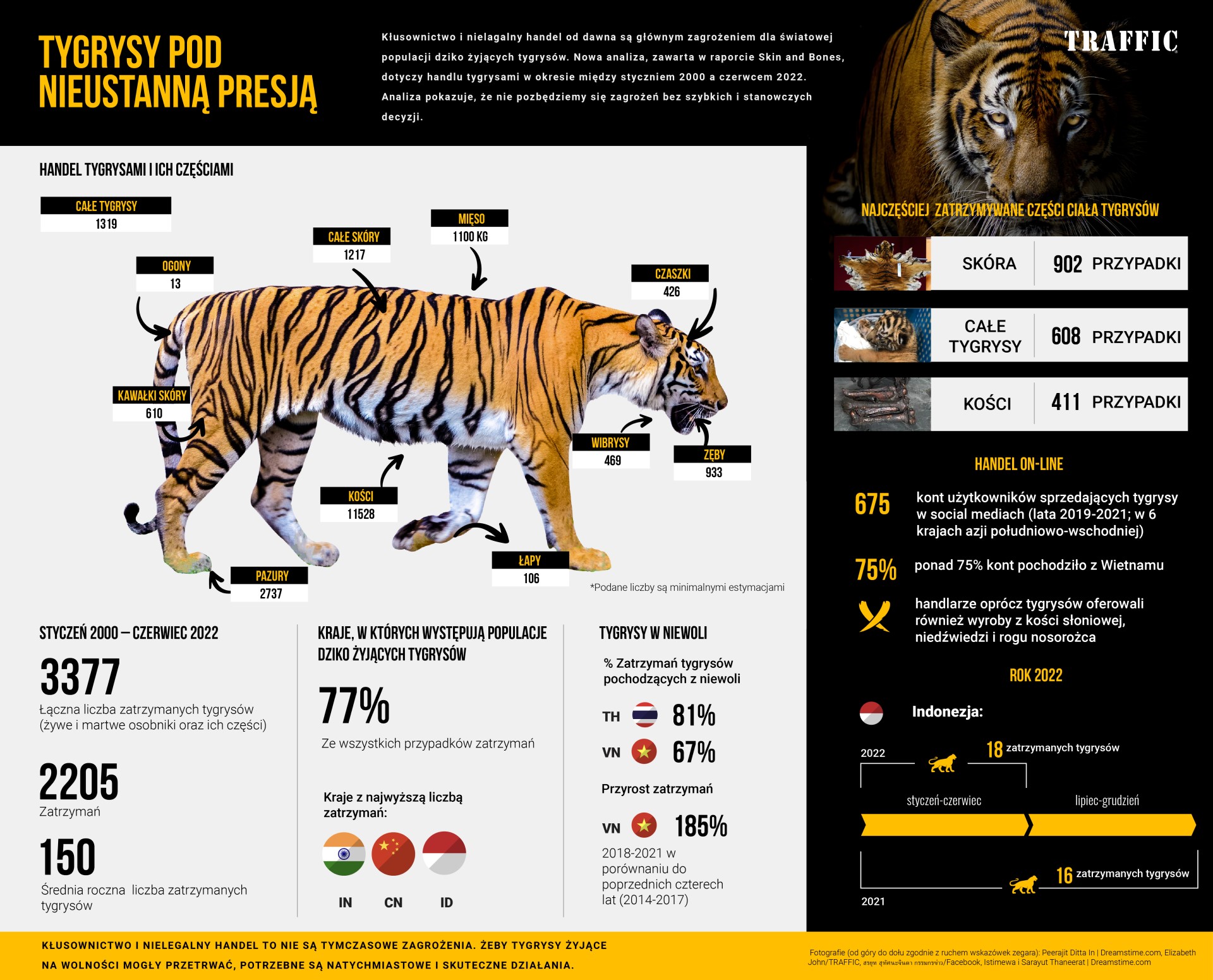 infografika tygrys