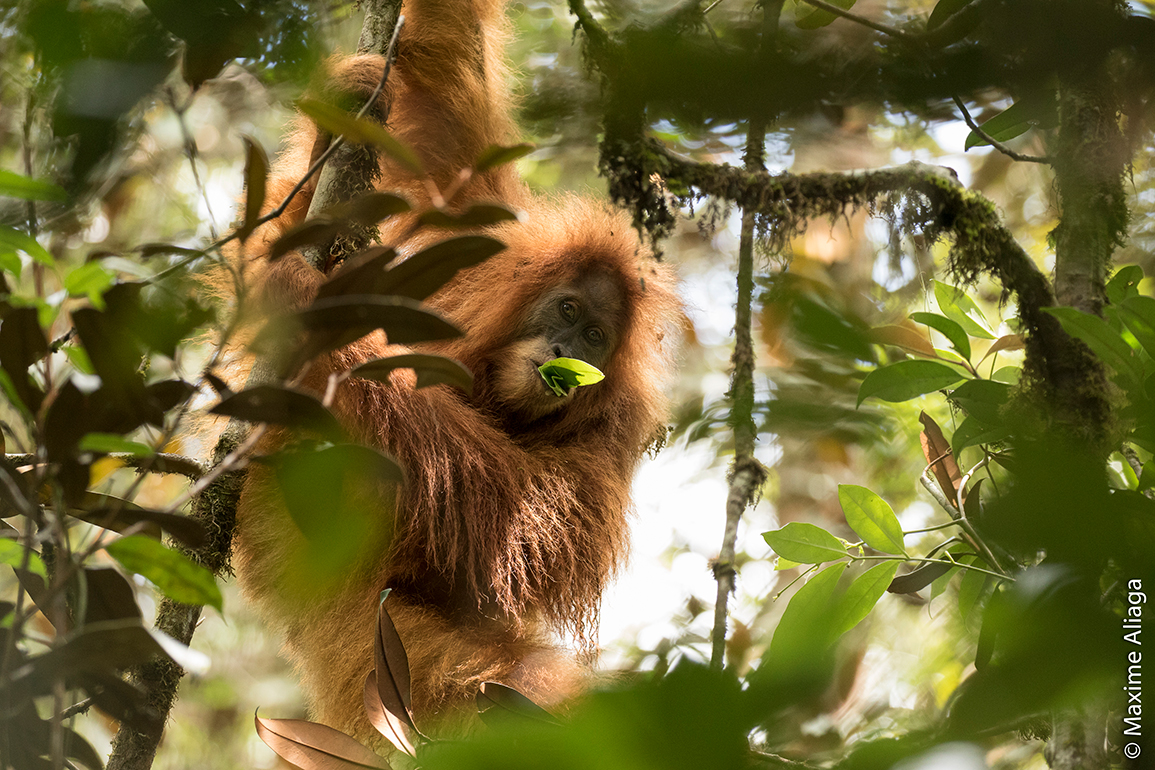 Pongo tapanuliensis - orangutan Tapanuli