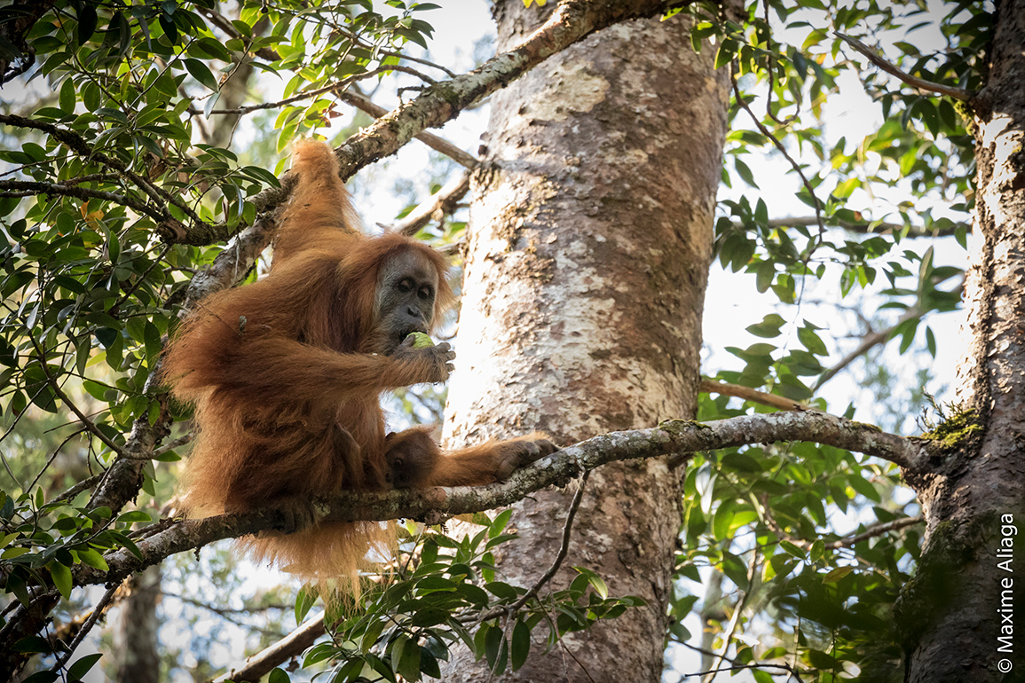 Pongo tapanuliensis - orangutan Tapanuli