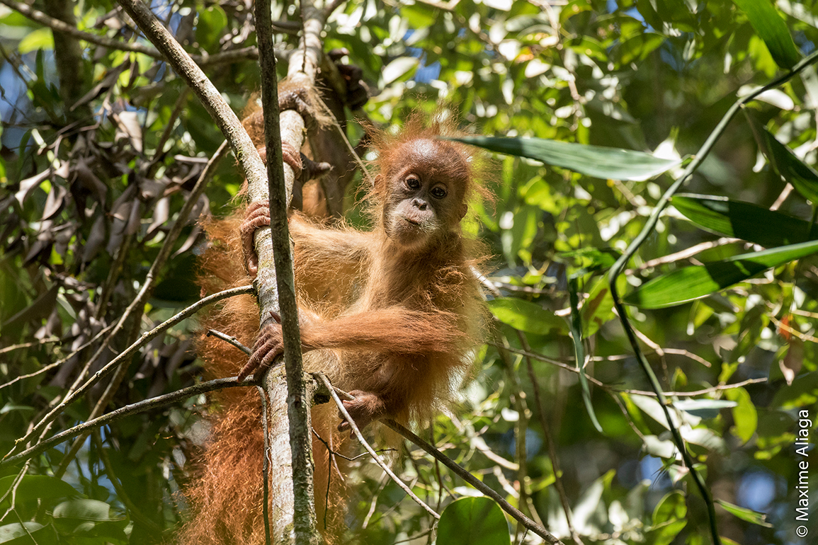 pongo tapanuliensis - orangutana Tapanuli