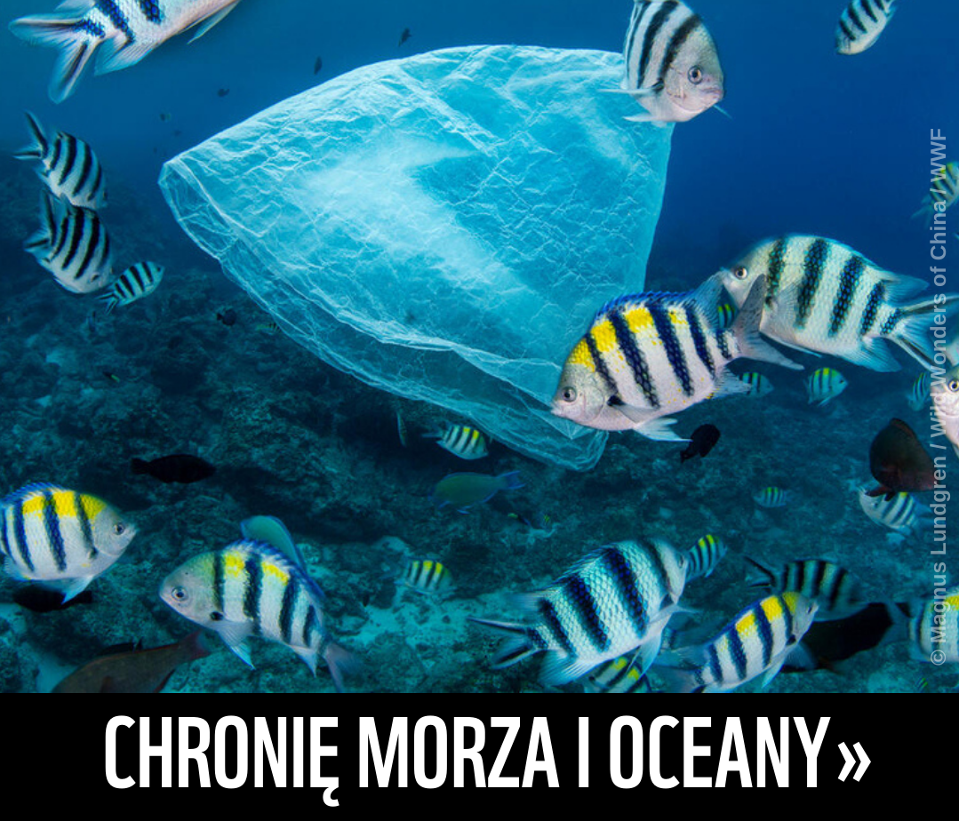 chronie morza i oceany