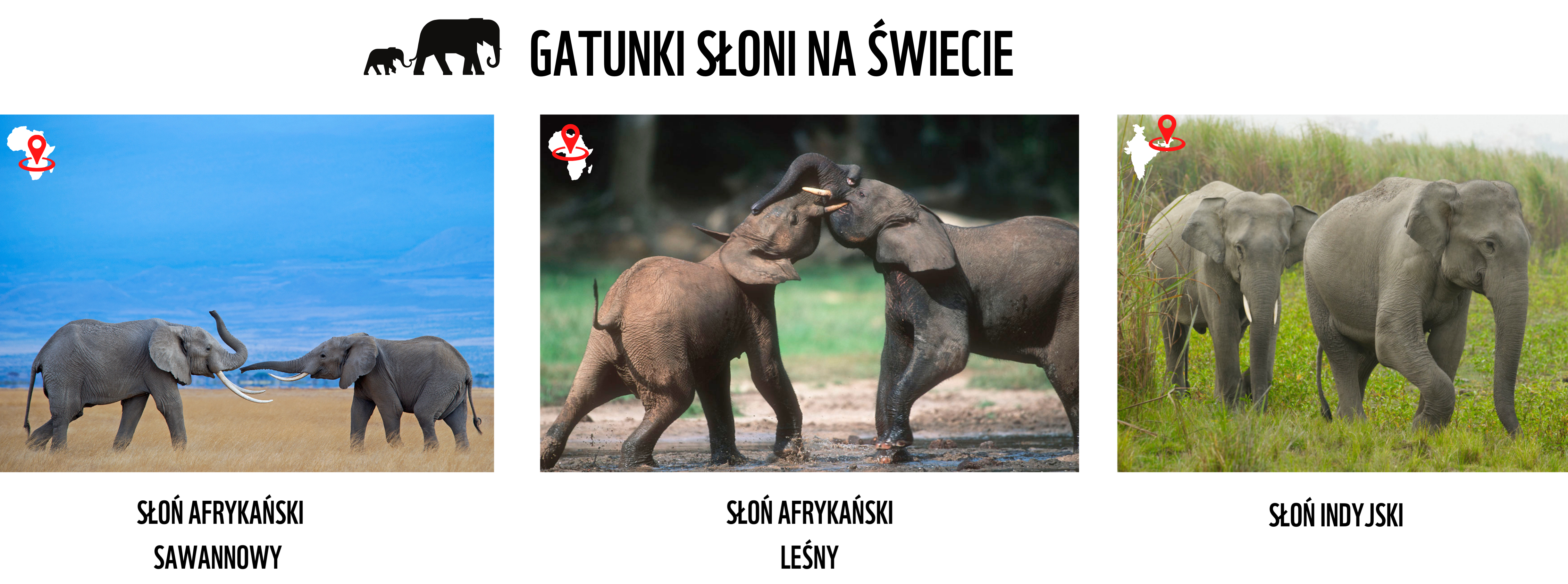 gatunki sloni