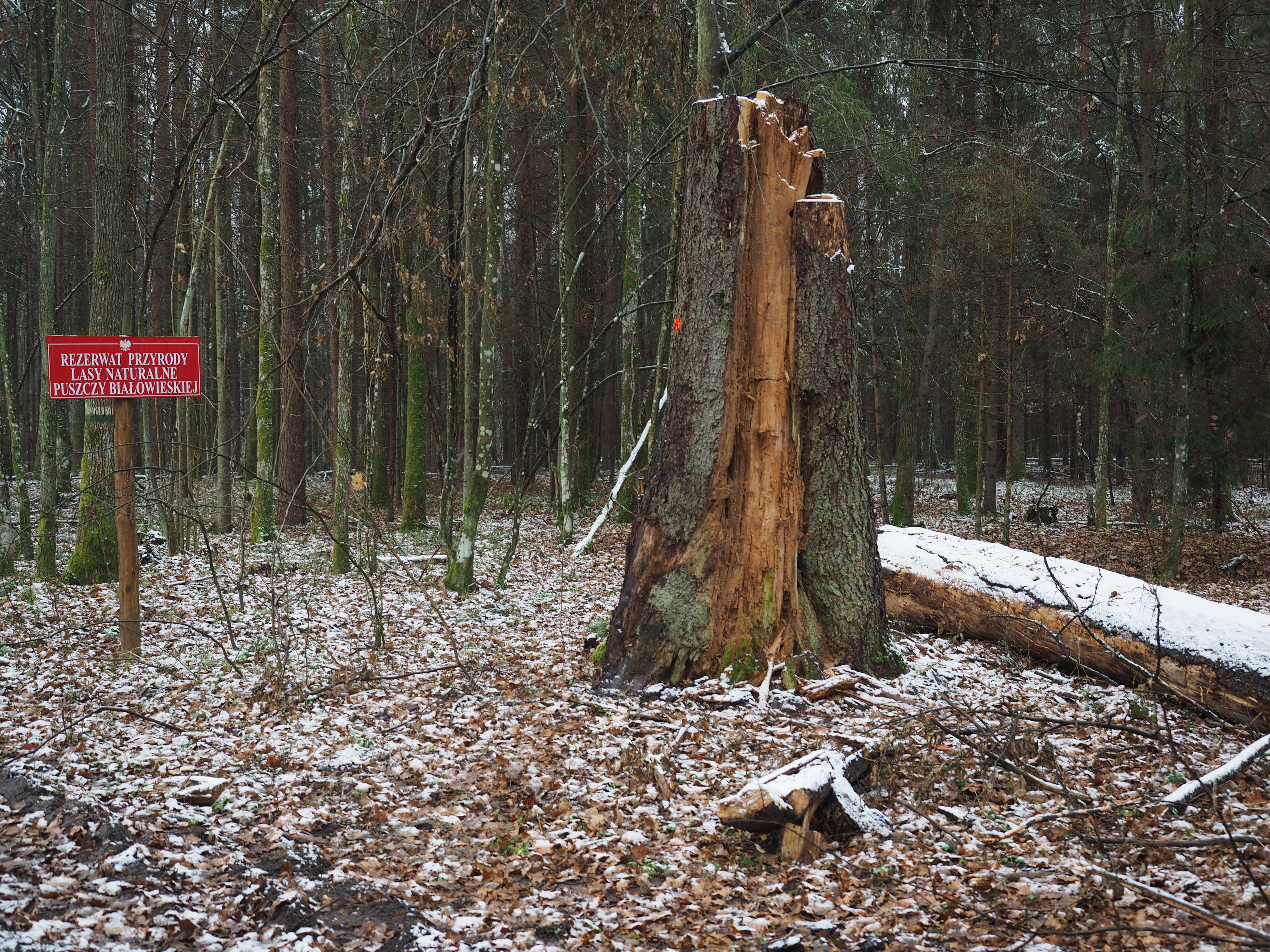 Puszcza Białowieska to nie las gospodarczy