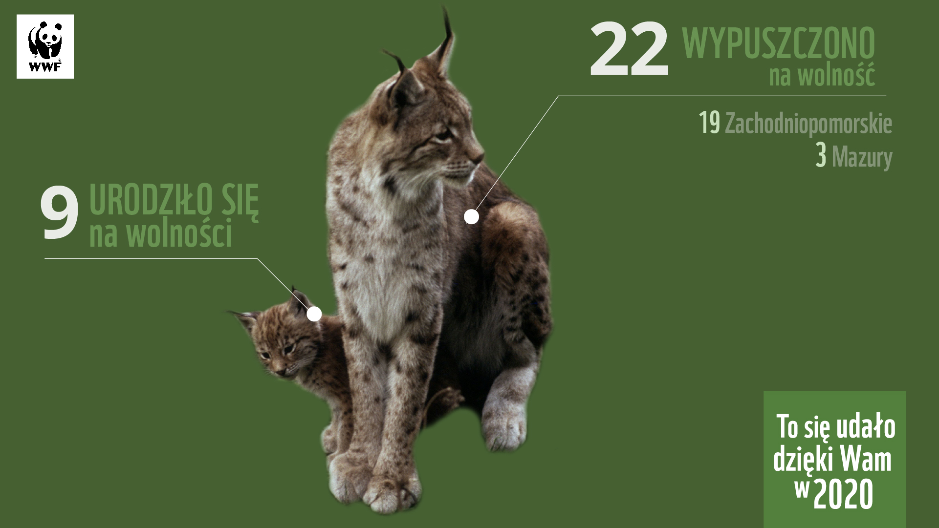 W 2020 roku dzięki darczyńcom WWF na wolność wypuszczono 22 rysie, a 9 urodziło się na wolności