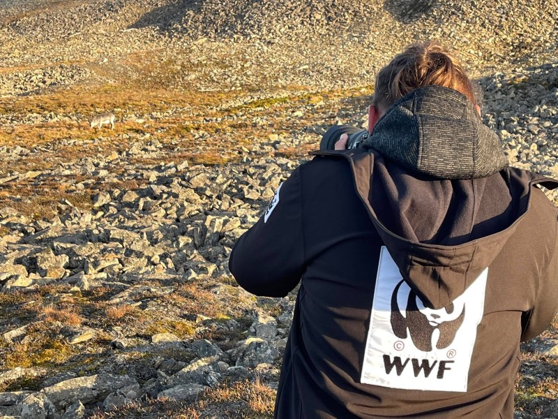 WWF na Svalbardzie