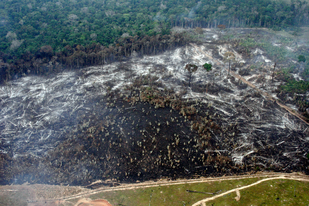 Deforestacja Brazylii
