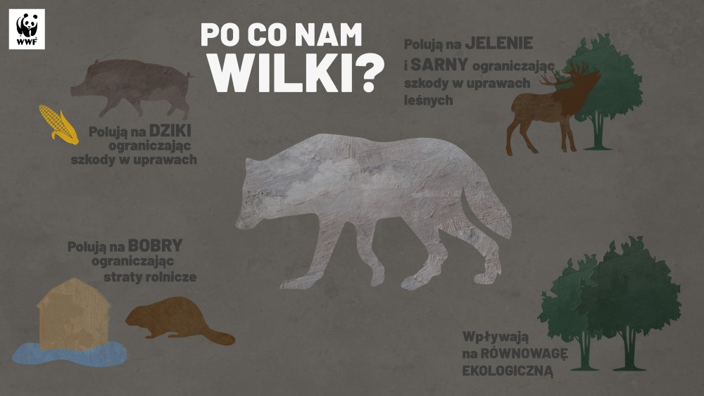 Infografika Wilk