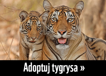 Adoptuj tygrysa