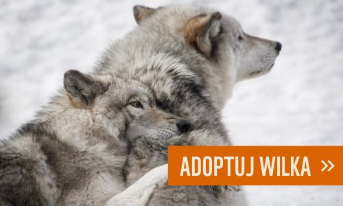 Adoptuj wilka