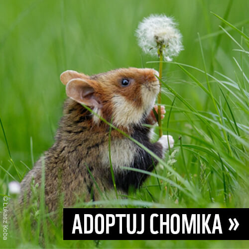 Adoptuj chomika