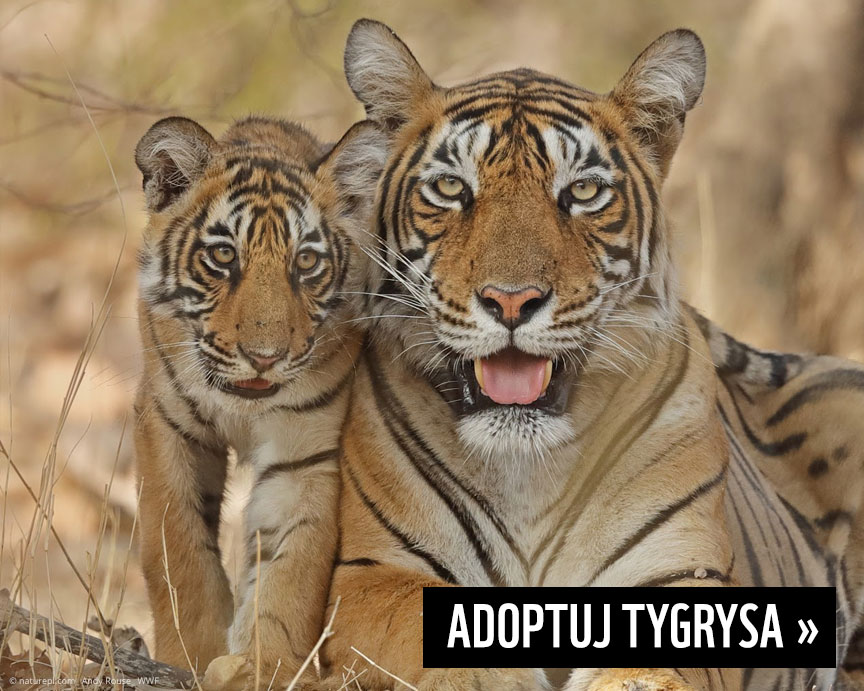 Adoptuj tygrysa