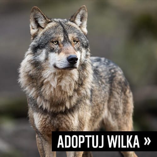 Adoptuj wilka