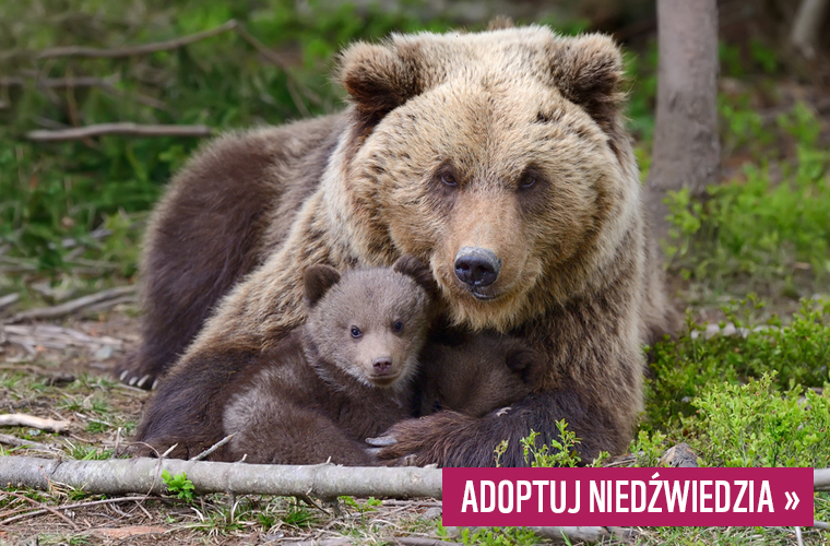 Adoptuj niedźwiedzia