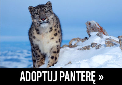 Adoptuj panterę śnieżną