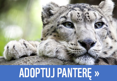 Adoptuj pantere