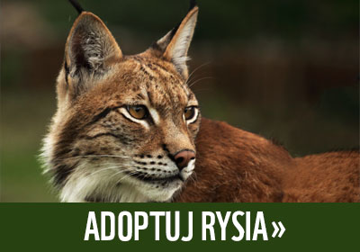 Adoptuj rysia