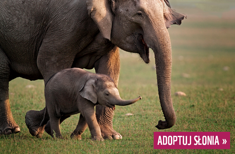 Adoptuj słonia