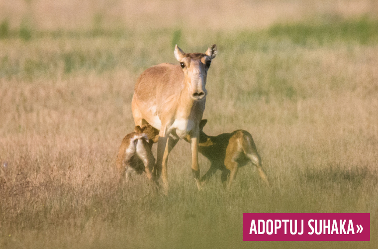 Adoptuj suhaka