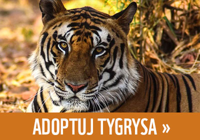 Adoptuj tygrysa