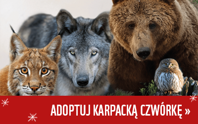 Adoptuj karpacką czwórkę