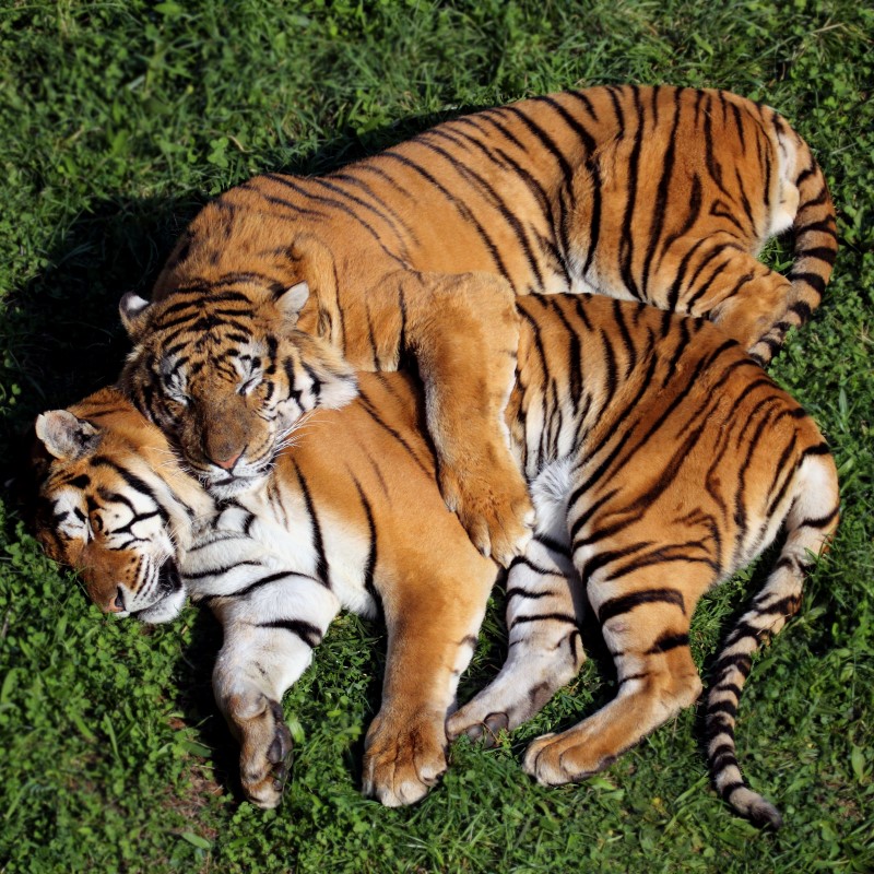Dwa tygrysy