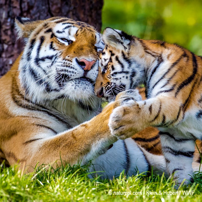 Młody tygrys z matką