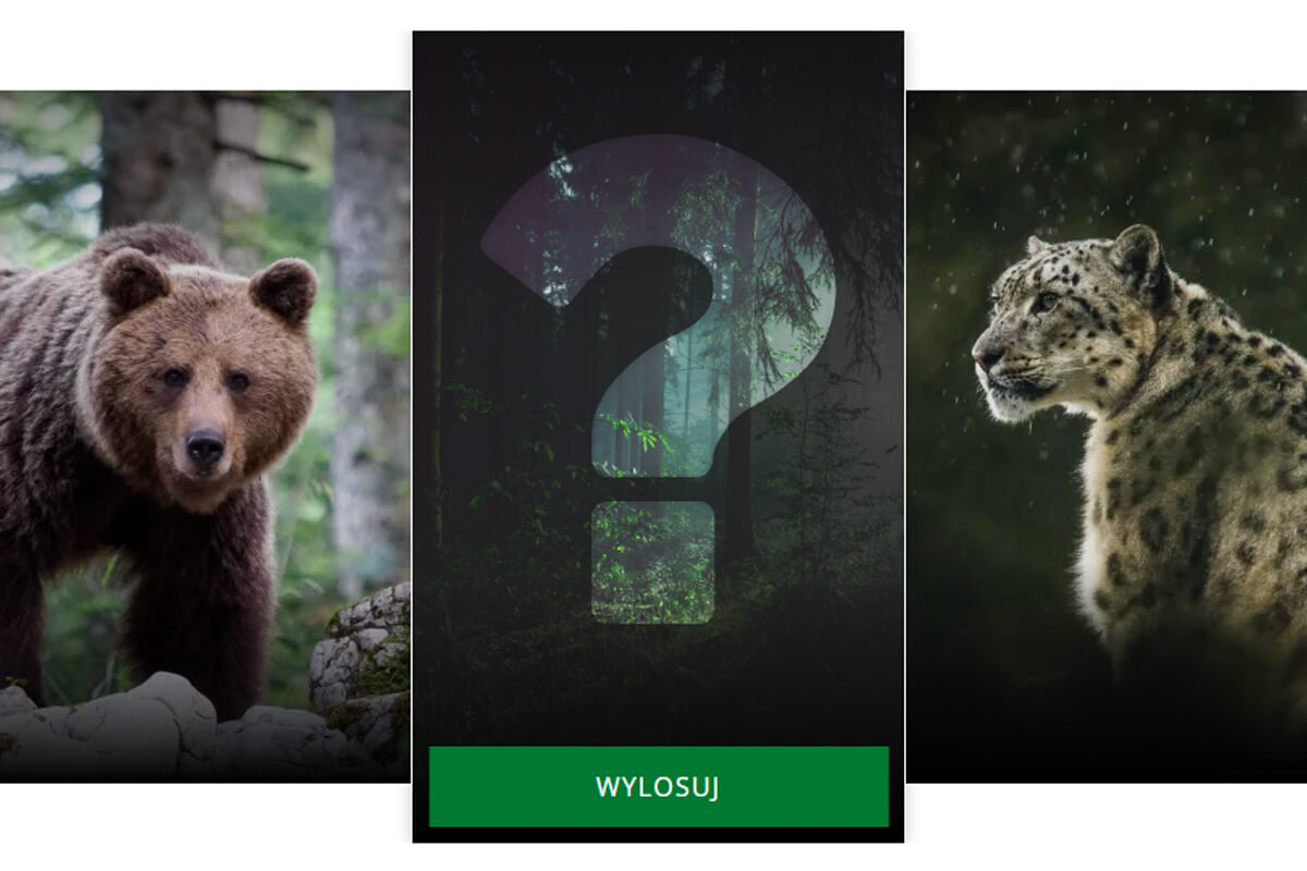 Pomagam WWF: losowanie ciekawostek o gatunkach