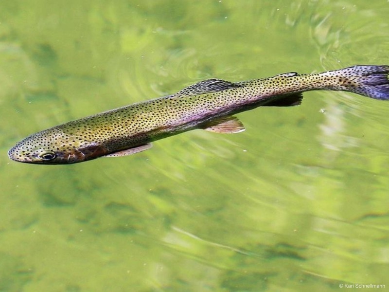 pstrąg tęczowy Oncorhynchus mykiss