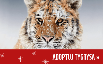 Adoptuj tygrysa