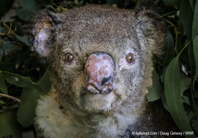 Koala