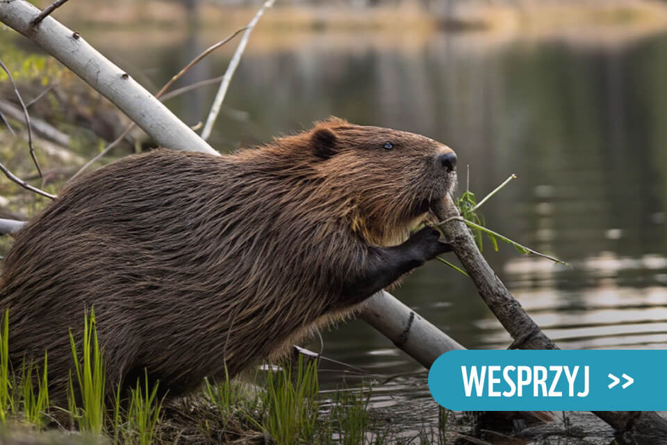 bóbr obgryzający gałąź