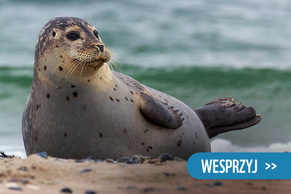 Foka szara na tle Bałtyku