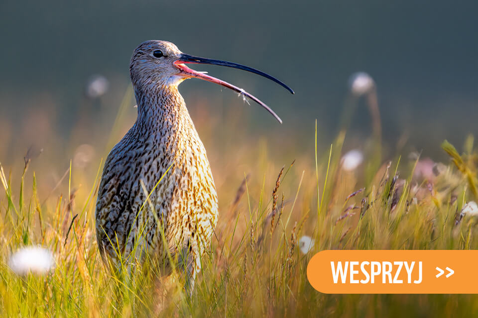 kulik z rozwartym dziobem na łące