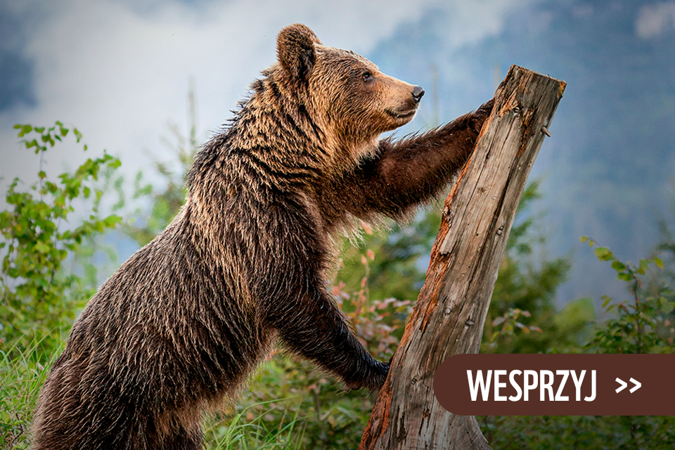 Niedźwiedź opierający się na martwym pniu