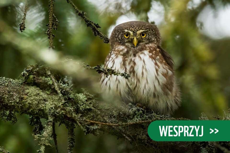 sóweczka na zmurszałej gałęzi