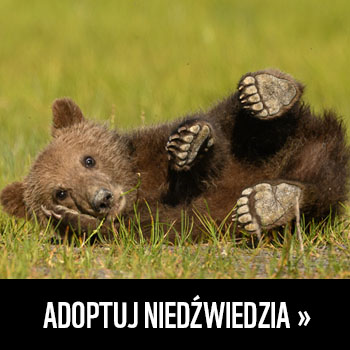 Adoptuj niedźwiedzia >>
