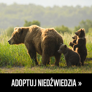 Adoptuj niedźwiedzia >>