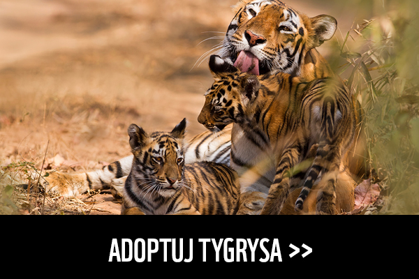 Adoptuj tygrysa