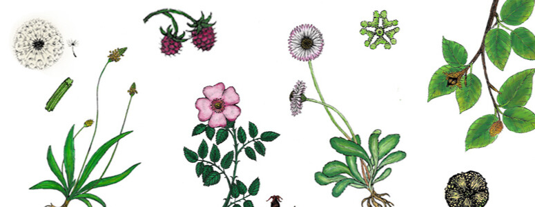 Dzikie narzędziowniki - edukacyjny zielnik i ślady zwierząt. Sprawdź