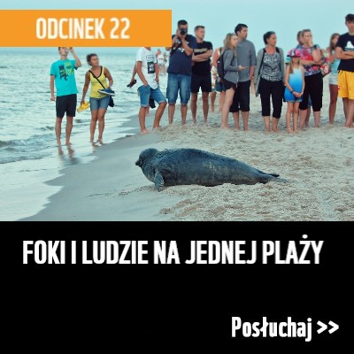 Foki i ludzie na jednej plaży