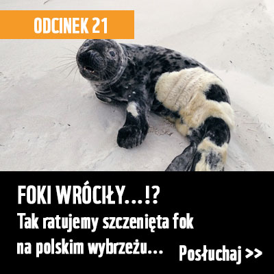 Foki wróciły...!?