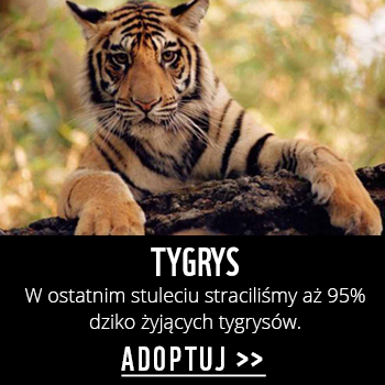 Adoptuj tygrysa